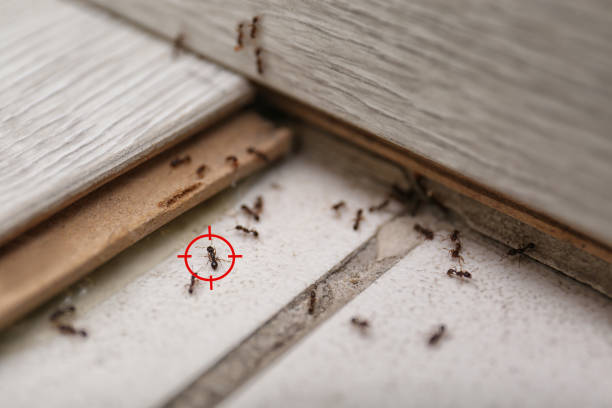 Reliable Wooster, AR Pest Control Solutions