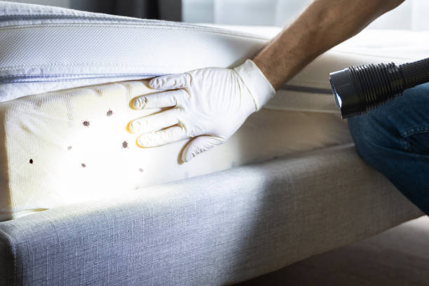 Best Pest Inspection Near Me  in Wooster, AR