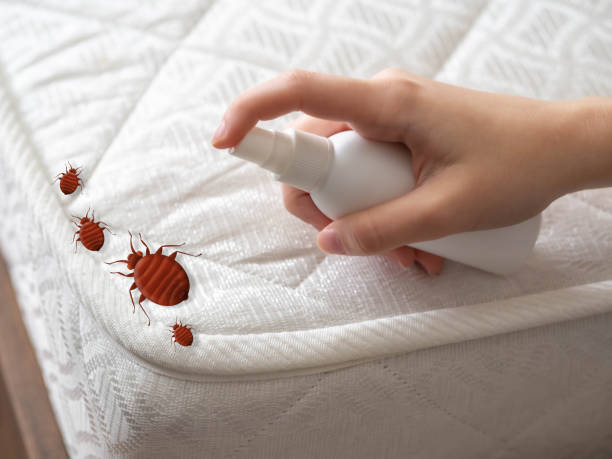 Best Flea Control Services  in Wooster, AR