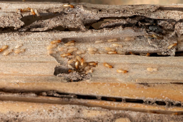 Best Insect Control  in Wooster, AR