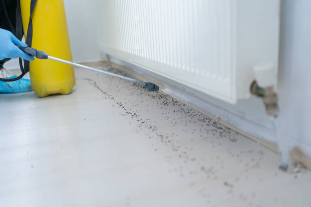 Best Wasp Removal Services  in Wooster, AR